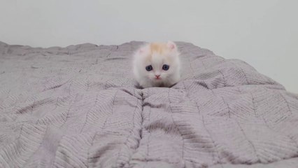 a Little Kitten Very Angry about Not Playing With Him