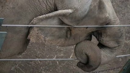 Un tribunal de Nueva York decidirá sobre la libertad de un elefante del zoo del Bronx