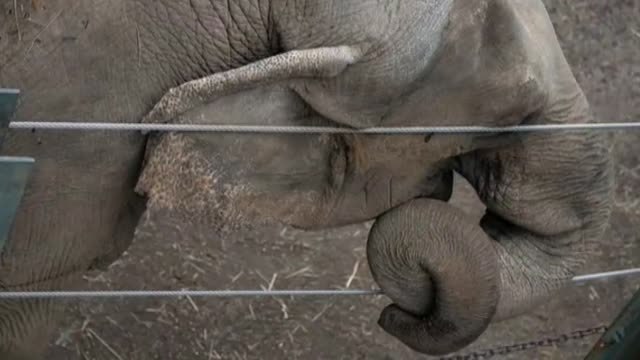 Un tribunal de Nueva York decidirá sobre la libertad de un elefante del zoo del Bronx
