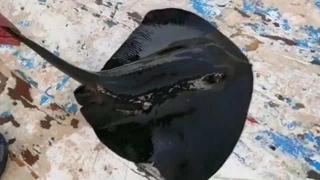 Nesli tehlike altındaki mor vatoz, oltaya takıldı