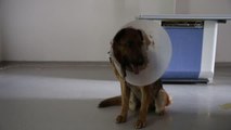 Ameliyat sonrası rahatsızlanan köpeği Vefa Sosyal Destek Grubu hastaneye götürdü