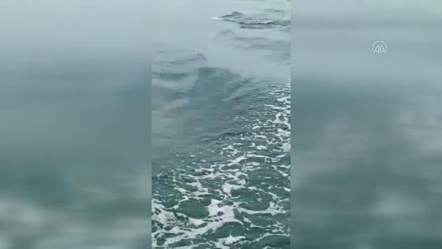 İzmit Körfezi'nde görülen yunuslar renkli görüntüler oluşturdu