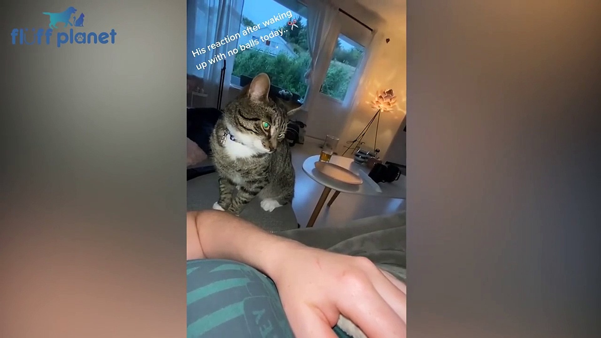 ⁣Angry - Funny Dogs And Cats of TikTok  _ Fluff Planet