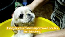 Tous les combien devez-vous laver votre chien ?