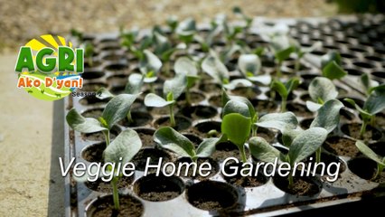 "VEGGIE HOME GARDENING" AGRI Ako D'yan! Ep. 1