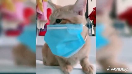 Cute and Funny Cat Videos Compilation - baby cats - animals 1