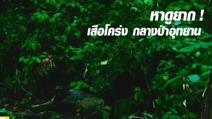 เปิดคลิป เสือโคร่ง อุทยานแห่งชาติแม่วงก์ ลากซากกวางป่า ชี้หาดูยากเพราะใกล้สูญพันธุ์