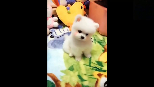 Cute And Funny FANTASTIC ANIMALS Try Not To Laugh To These Pets Compilation #236