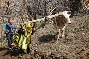 Her yaptığı olay! Ünlü türkücü arı kostümü giydikten sonra çifte koşulup tarla sürdü
