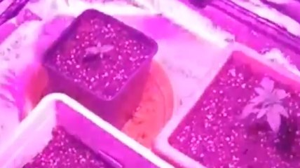 Venaria Reale (TO) - Serra di marijuana in casa: blitz in casa di un 23enne (07.05.21)