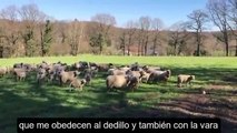 El mejor vídeo que hemos visto nunca: Un pastor de ovejas explica cómo él hace lo mismo con sus ovejas que los políticos a todos nosotros con el virus