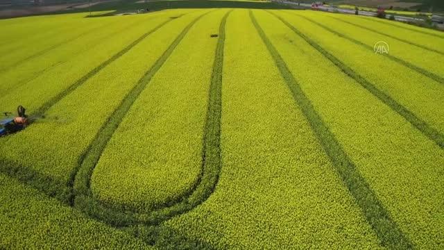 Arı ölümlerine karşı kanola üretiminde ruhsatlı ve zararsız ilaçların kullanılması önerildi