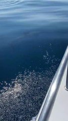 Pod of Dolphins Play Alongside Boat