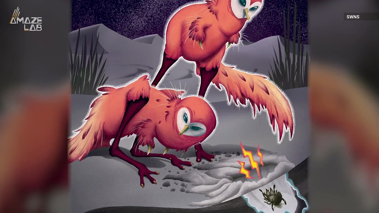 Dinosaur That Looked Like a Giant Chicken Hunted in Complete Darkness