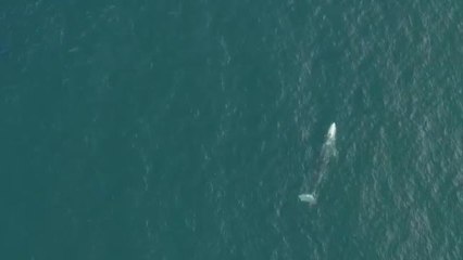 Wally: la ballena gris perdida en el Meditérraneo, que busca cómo volver a California
