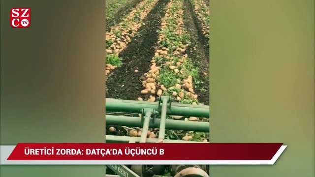Patates üreticisi zorda: Datça’da, üçüncü boy patates tarlada kaldı