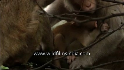 Caught on Cam_ Baby monkey sucking its mother's milk outside the Rashtrapati Bhawan