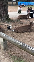 Bird Gathers Nest Building Supplies
