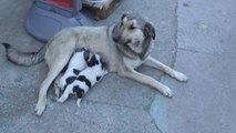 Terk dilen köpek yavrularına başka köpek annelik ediyor