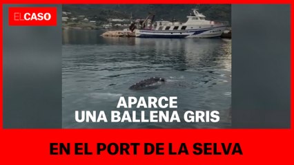 Aparece una ballena gris  en el Port de la Selva