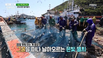 ◇은빛 향연!◇ 멸치털이