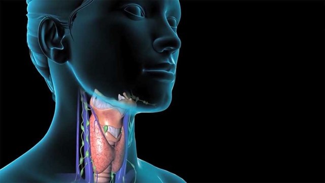 bd-relacion-de-la-tiroides-con-el-corazon-070521