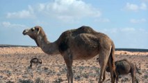 Big camels walking leisurely in the desert 2021