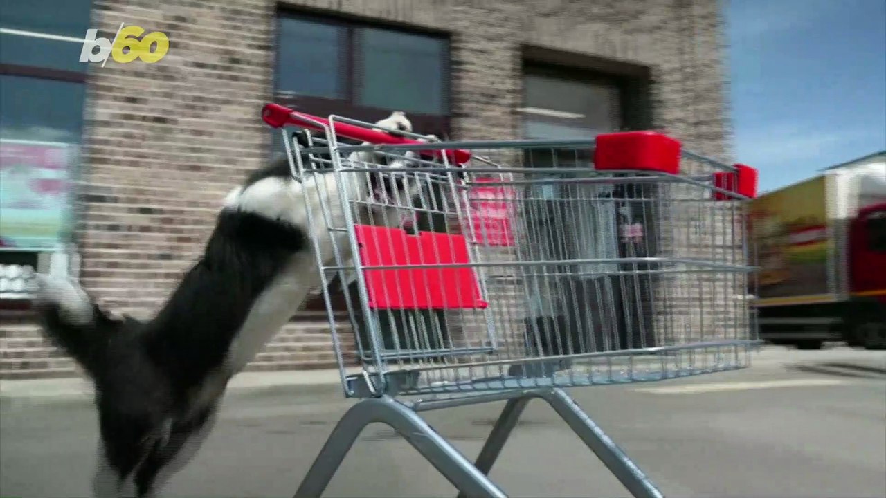 Top Dog! Check Out This Russian Dog Doing Vario...