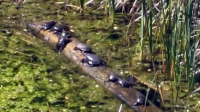 Des tortues ont trouvé mieux qu'un manège : rondin de bois flottant