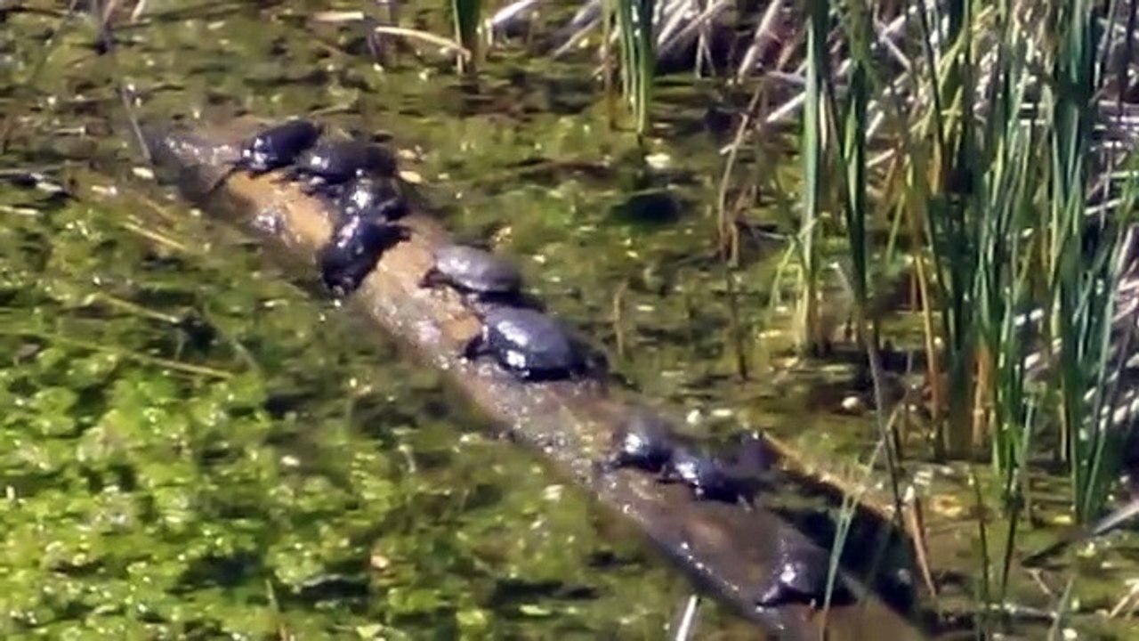 Des tortues ont trouvé mieux qu'un manège : rondin de bois flottant