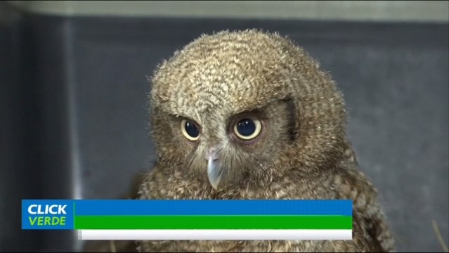 Un nuevo centro en Bogotá, Colombia, permitirá la atención y valoración de especies silvestres