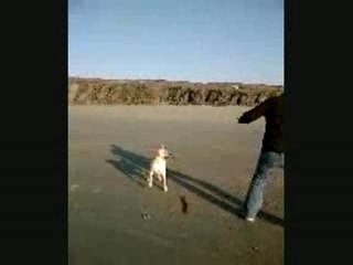 COYOTE l'infatigable labrador