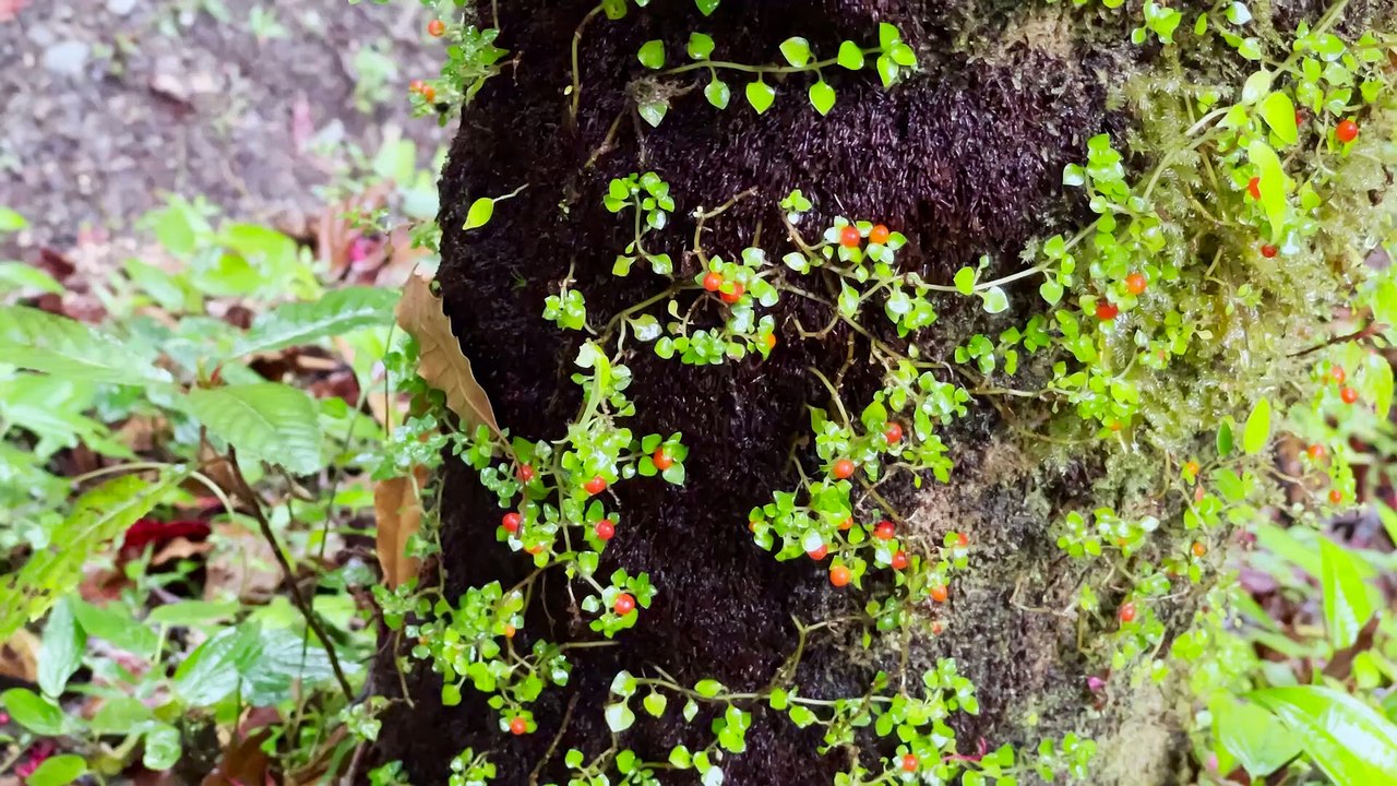 SINTROPÍA | Uzachi, alianza por la biodiversidad (Parte 1)