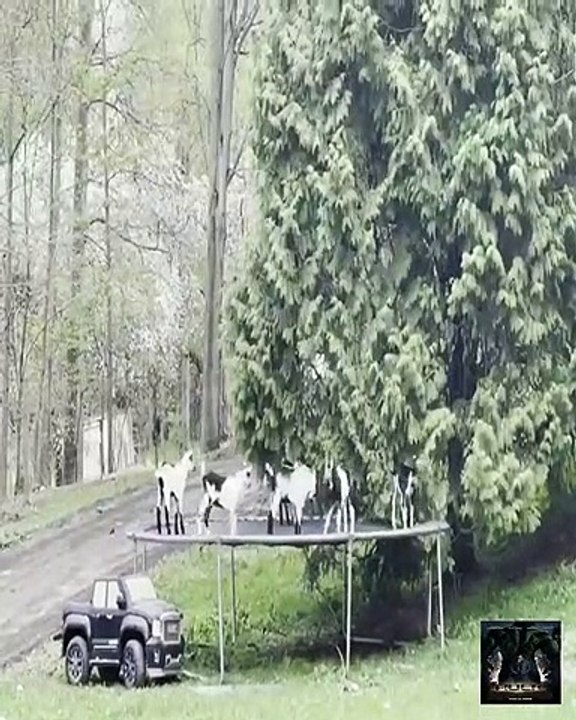 Alpine baby goats have a good time on a trampoline