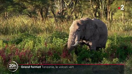 Tanzanie : le cratère du Ngorongoro, paradis pour animaux et berceau de l'humanité