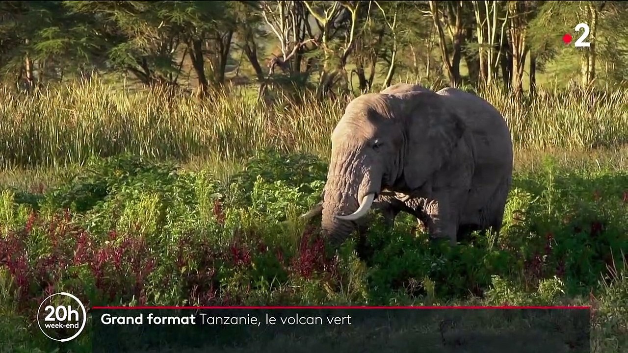 Tanzanie : le cratère du Ngorongoro, paradis pour animaux et berceau de l'humanité