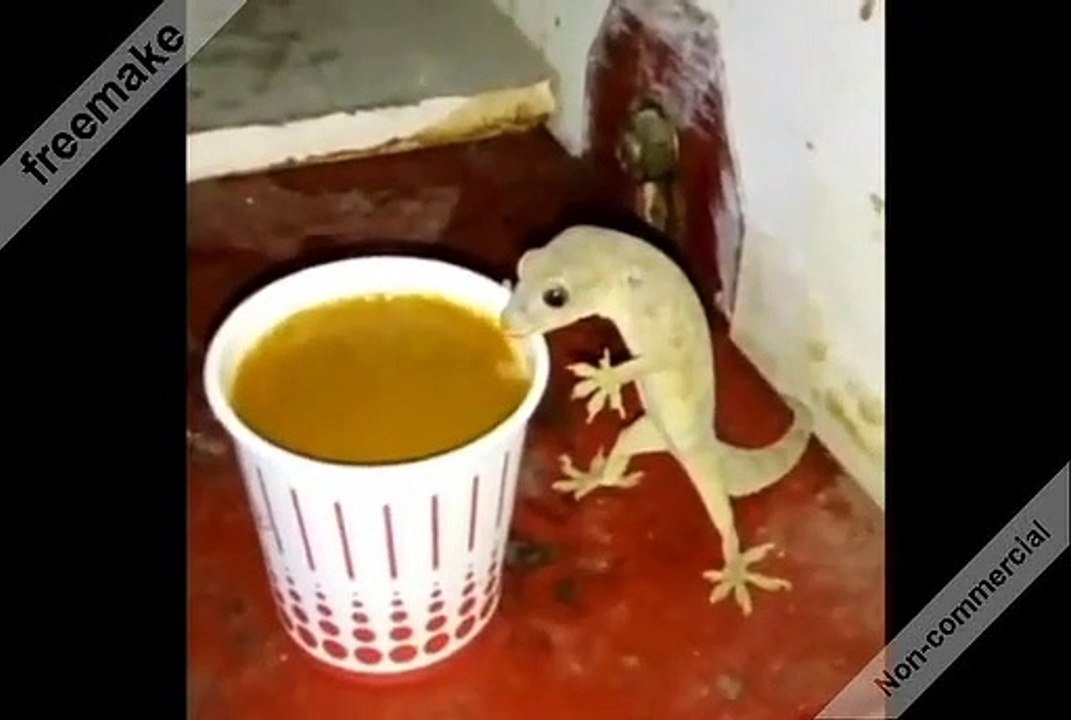 أوكو قربكم و أذكروا إسم الله و خمرو آنيتكم و اذكروا إسم الله