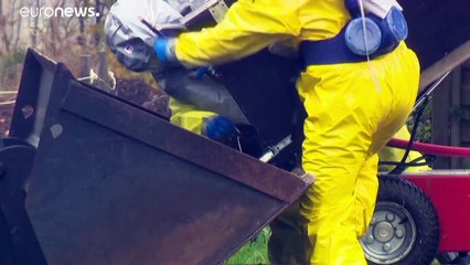 Abattus l'année dernière, des millions de visons vont devoir être déterrés
