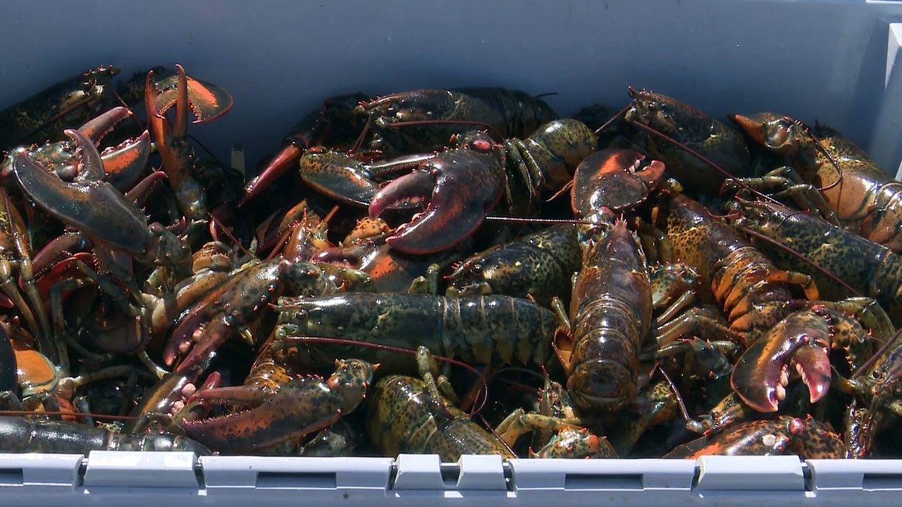 TOPO - N.-B. : Grand potentiel pour la pêche au homard