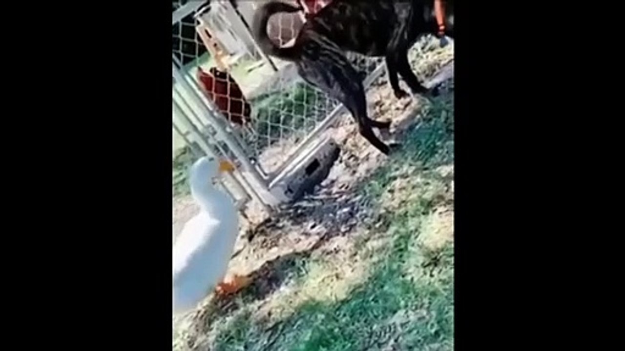 Meme Compilation #31 | Boredom Peaks