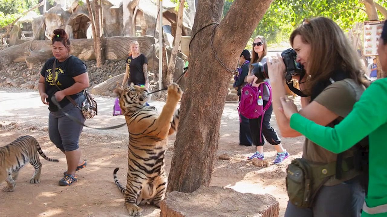 Crimen ambiental: la creciente amenaza para los ecosistemas de América Latina