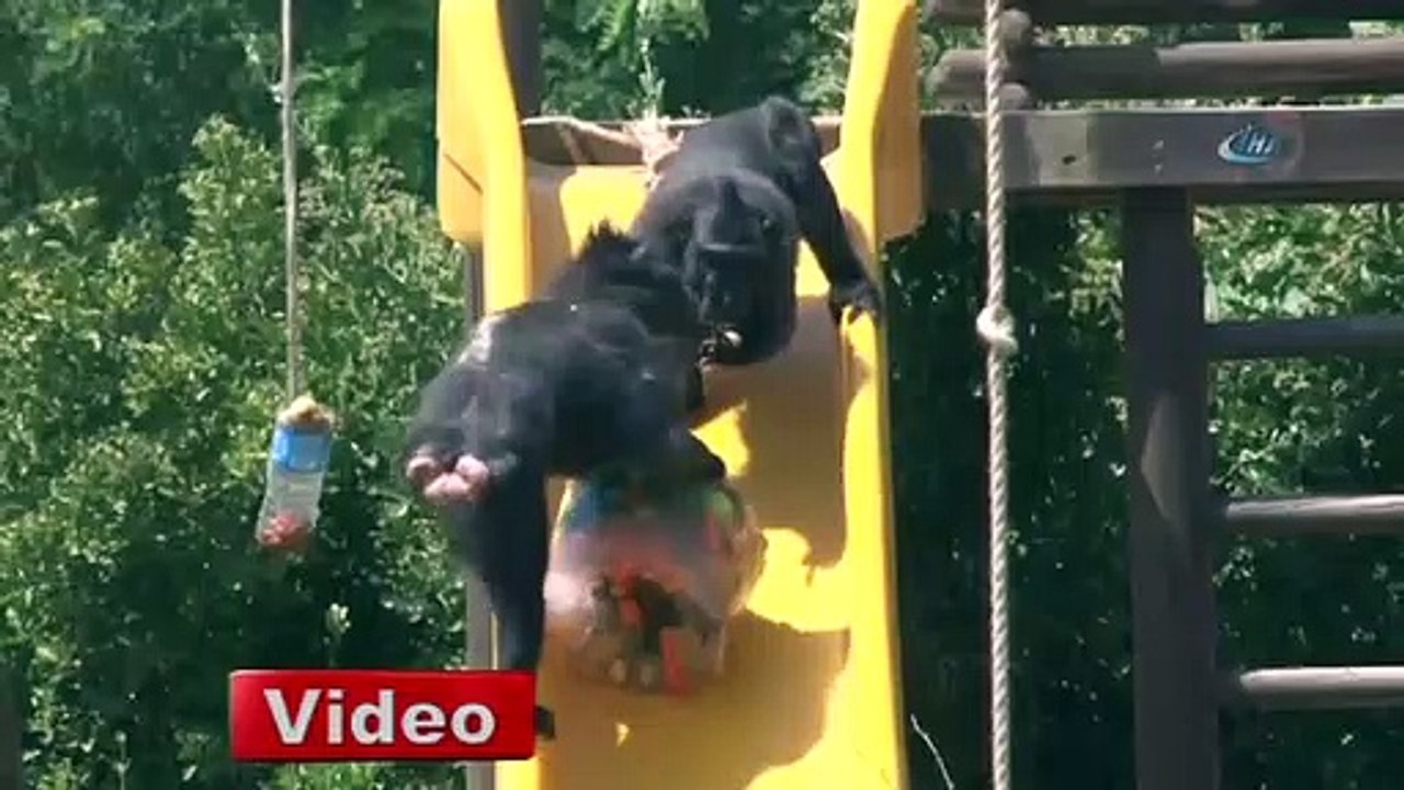 Vahşi hayvanlar böyle serinledi