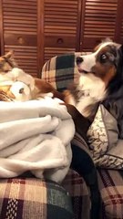 Blue Merle and Calico Cat Playing Together