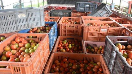 La otra cara de la moneda: millonarias pérdidas de los agricultores por los bloqueos de vías