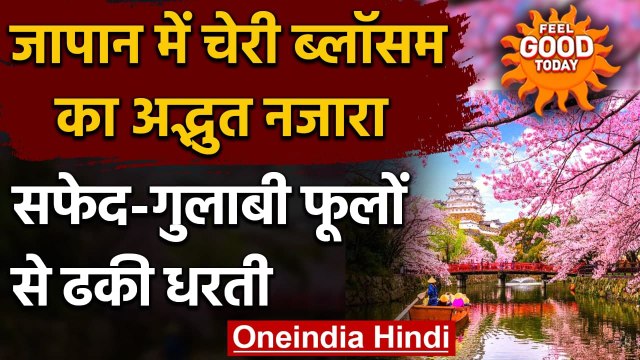Japan Cherry Blossom: सफेद-गुलाबी फूलों से ढका Japan, चारों तरफ खिले Cherry Blossom | वनइंडिया हिंदी