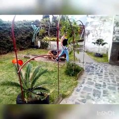 Nikita, Pastor Alemão - Treino com Paulo Rebelo 🐶