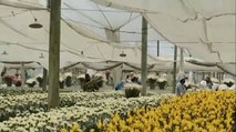 Difíciles situaciones viven los floricultores en Colombia a causa del Paro Nacional