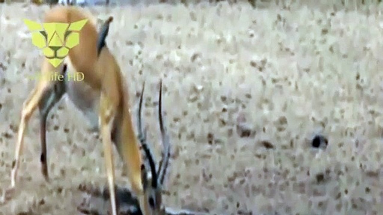 crocodile amazing attack HD