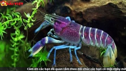 Mơ thấy tôm có tỉ lệ trúng cao nhất