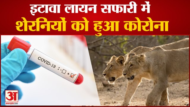 इटावा लायन सफारी में शेरनियों में कोरोना संक्रमण |Lioness Tests Covid Positive at Etawah Lion Safari